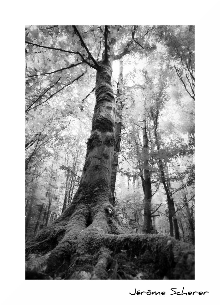 Arbre