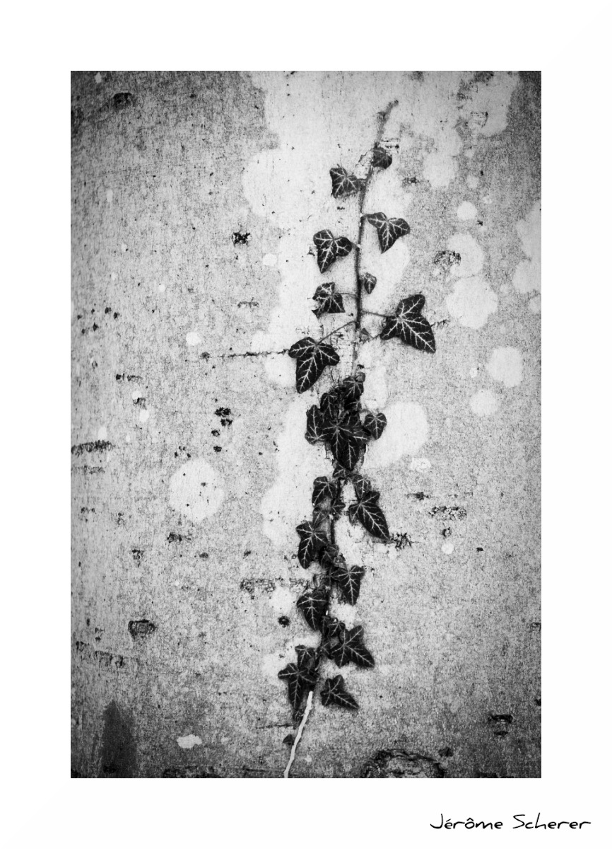 Arbre_4