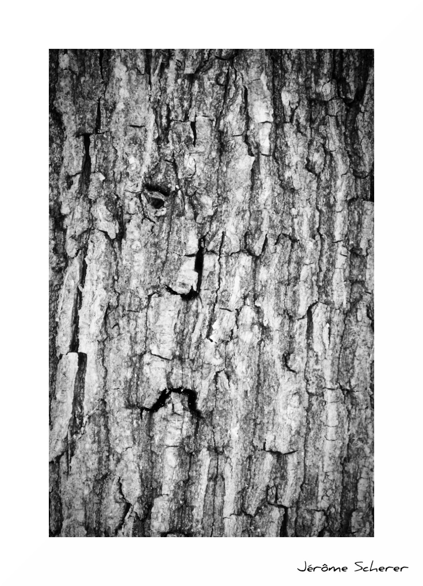 Arbre_5
