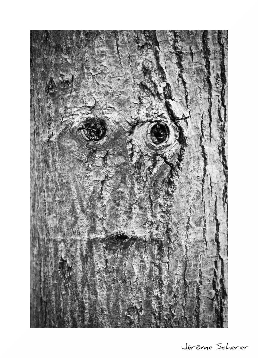 Arbre_6