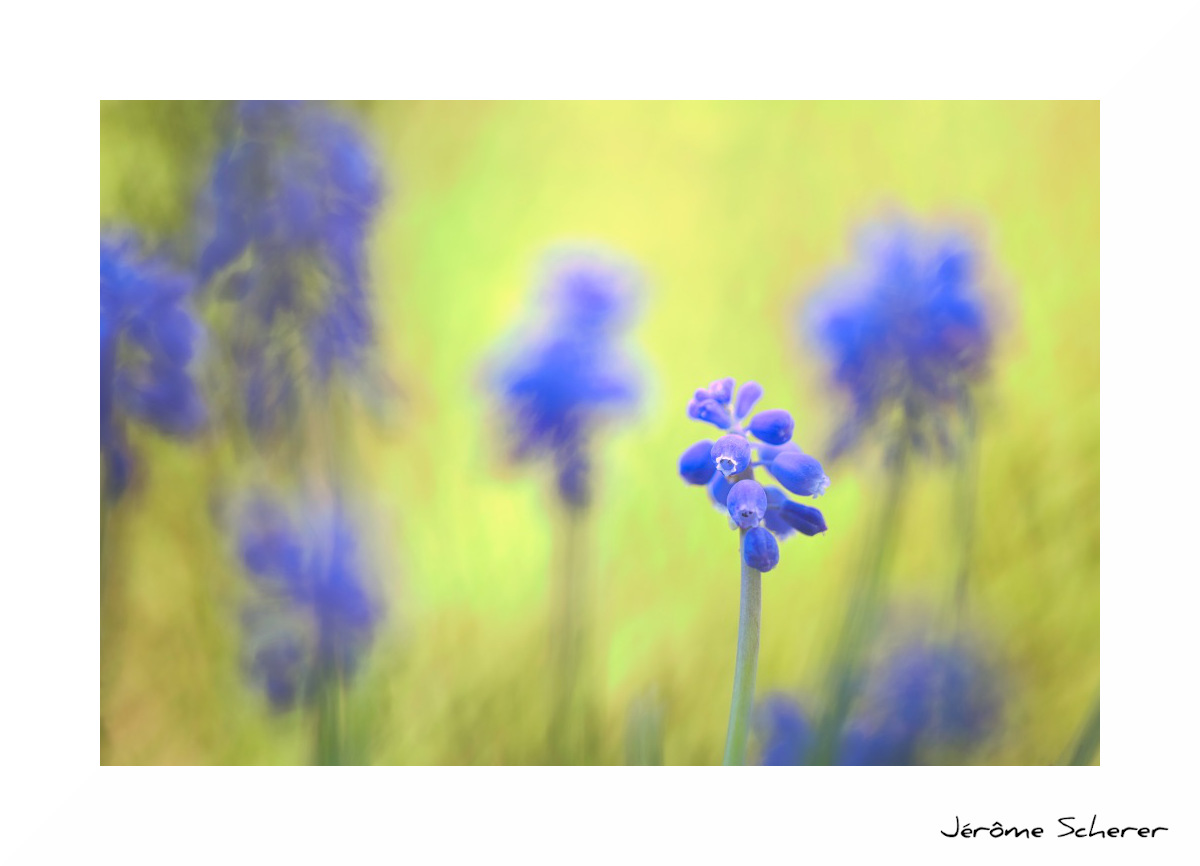 Fleur_2