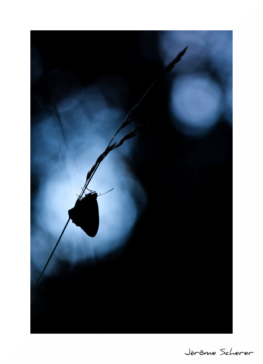 Papillon