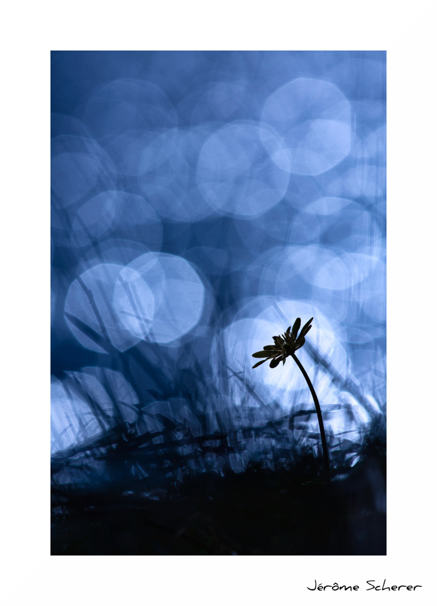 fleur