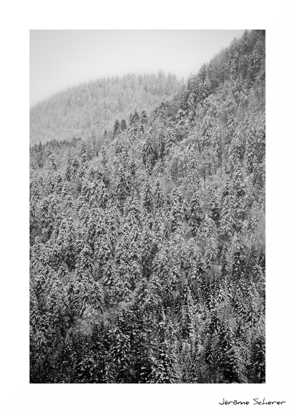 Sapins_enneigés