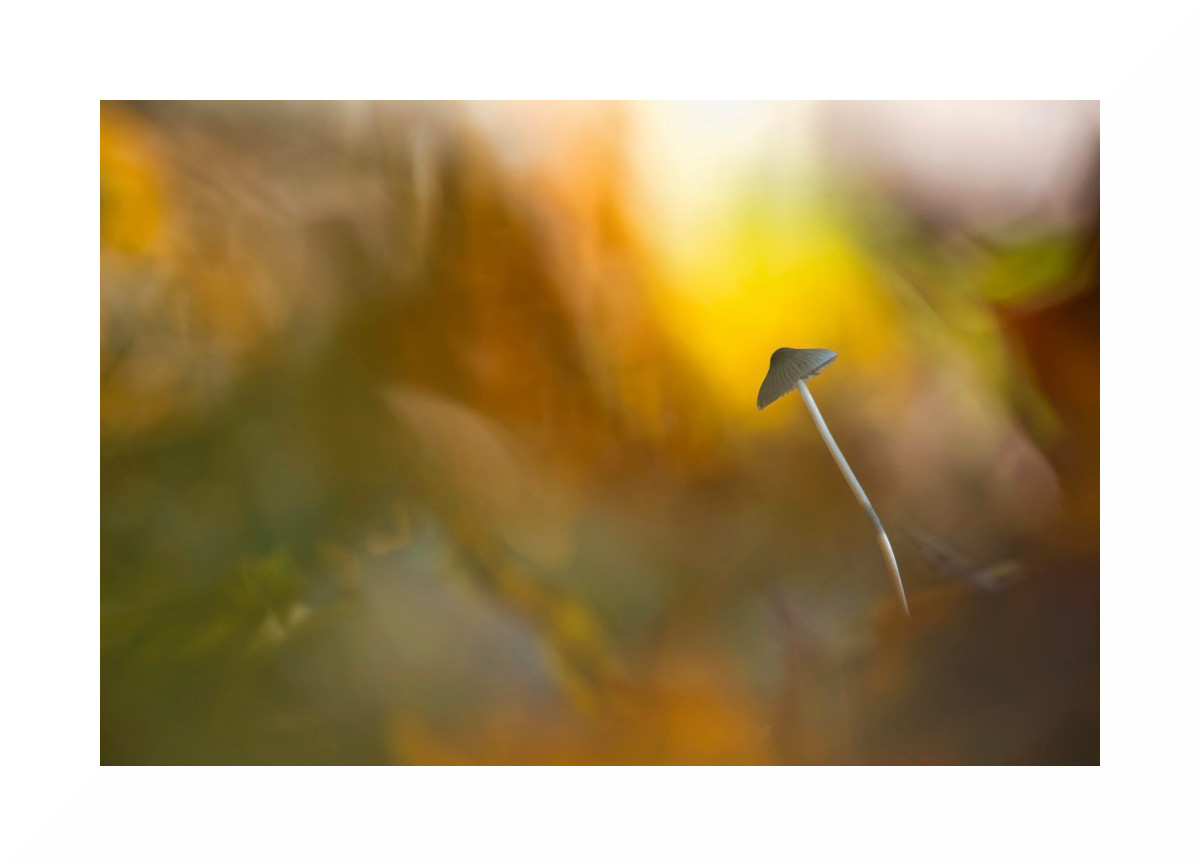 Champignon_1