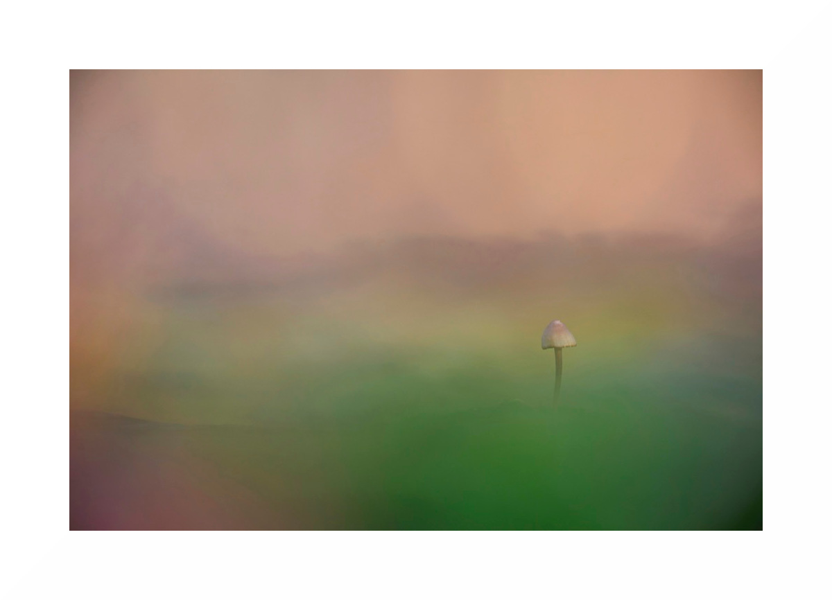 Champignon_3
