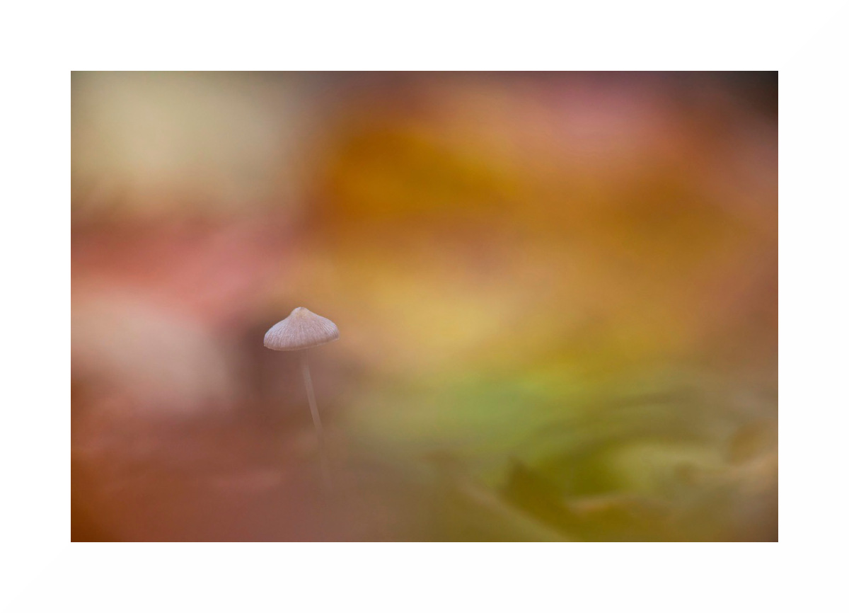 Champignon_4