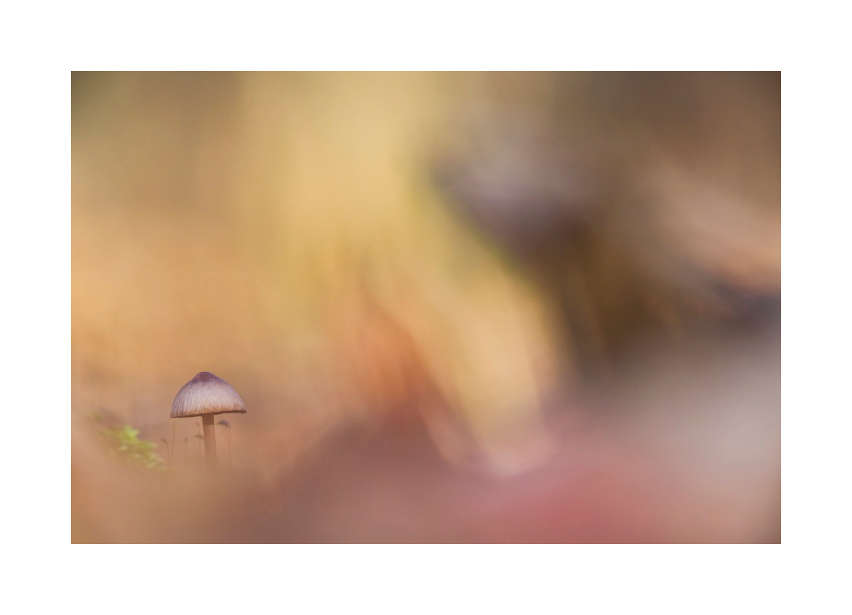 Champignon_5