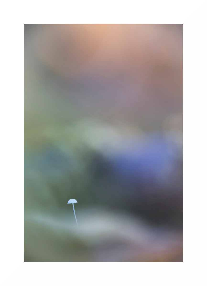 Champignon_6