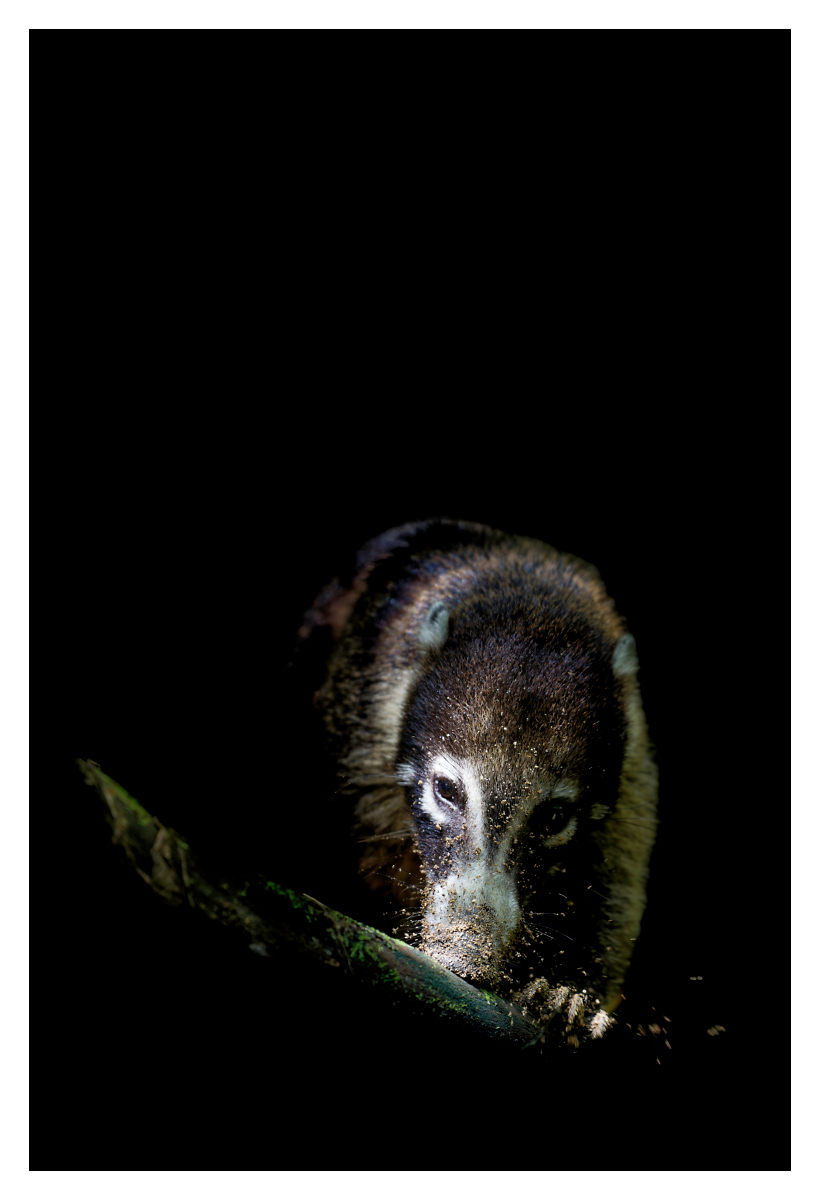 Coati