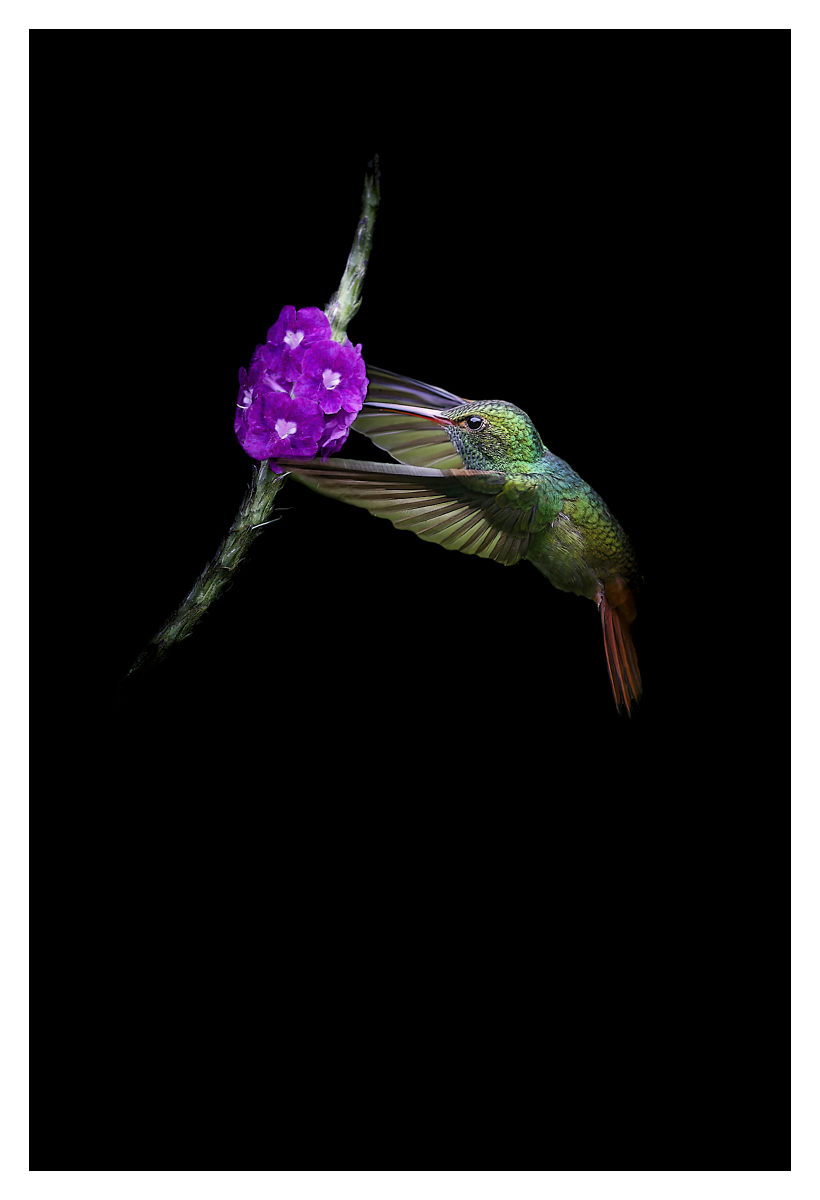 Colibri