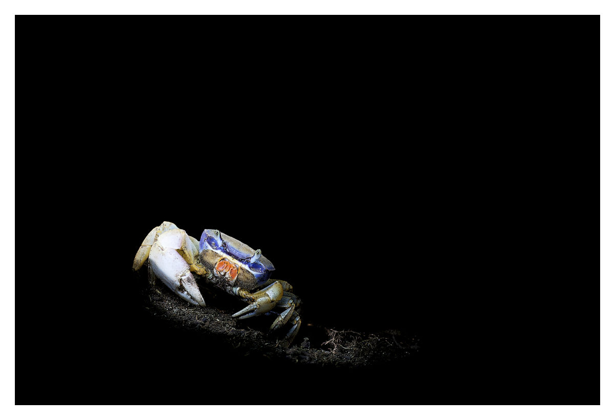 Crabe