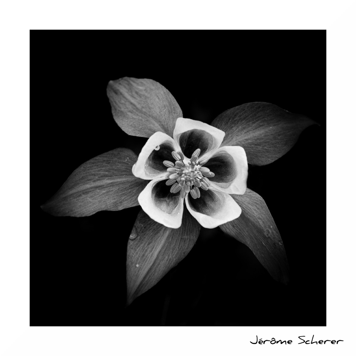Fleur_NB_1