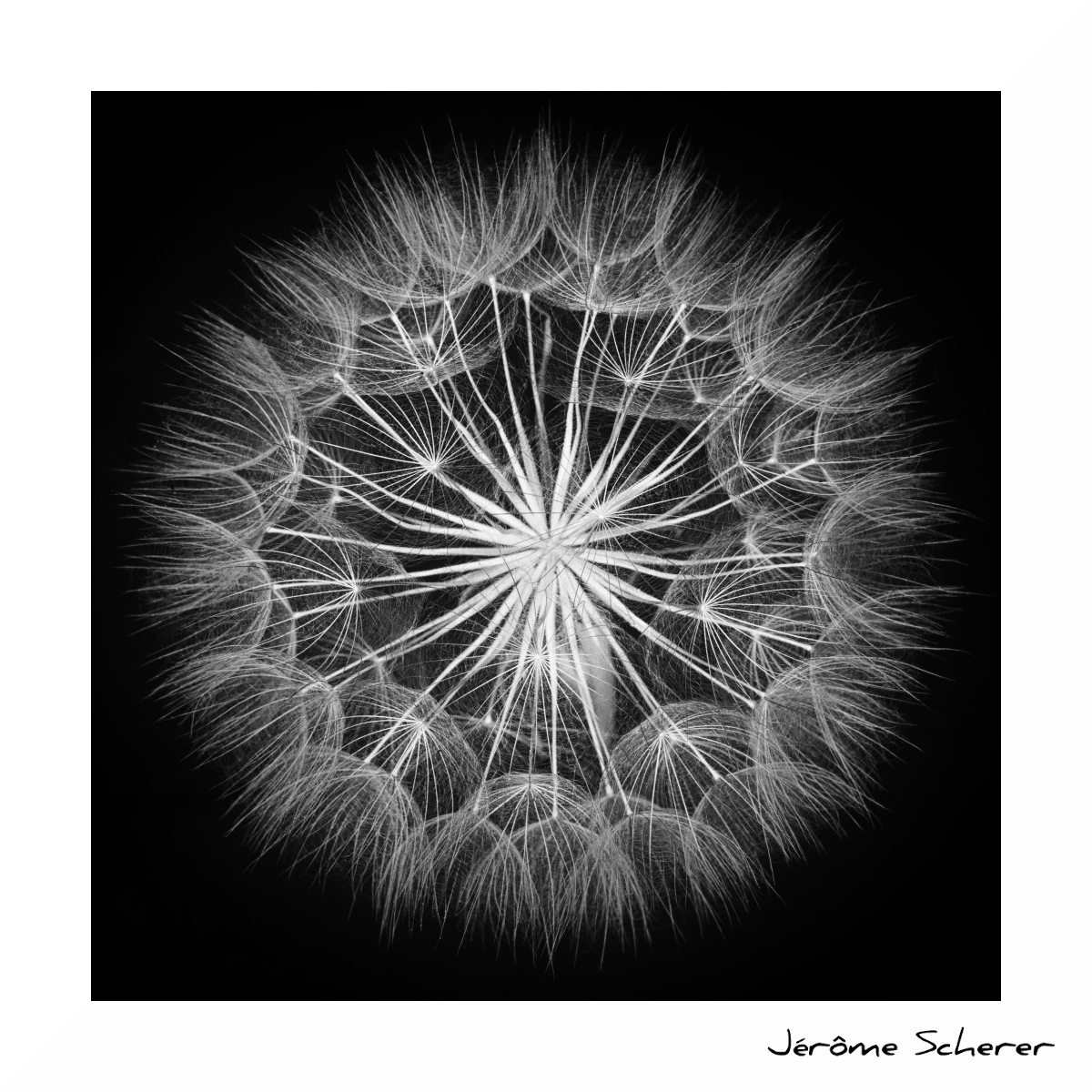 Fleur_NB_10