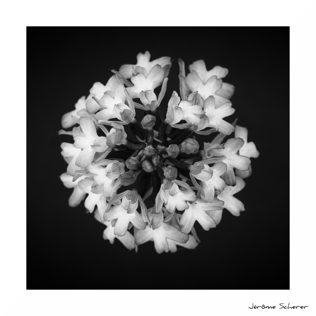 Fleur_NB_11
