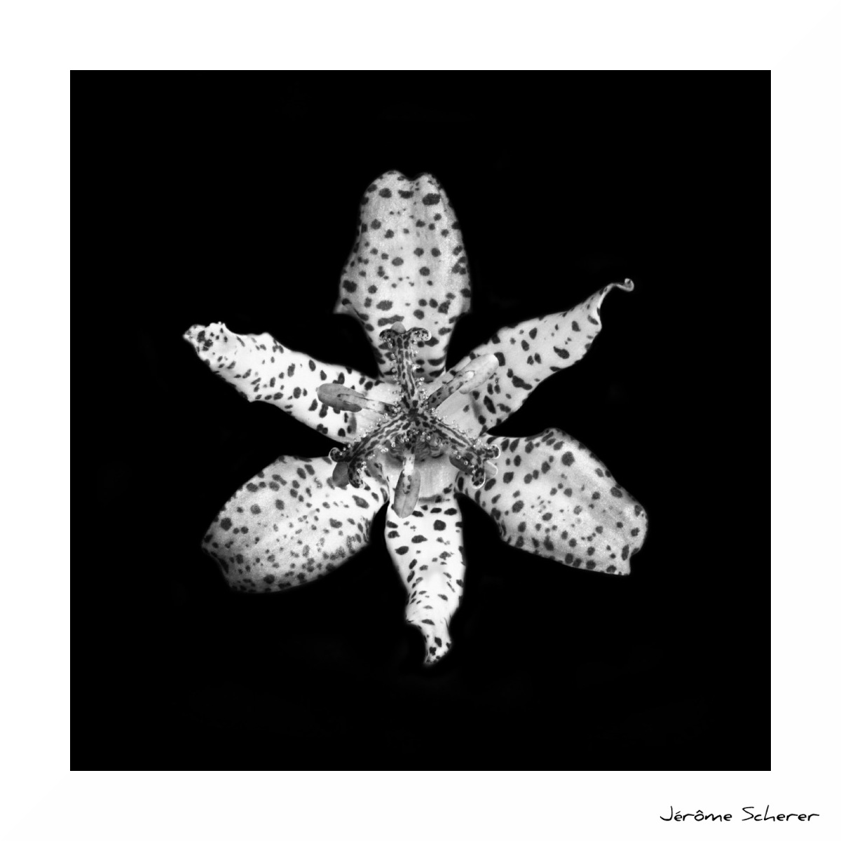 Fleur_NB_12