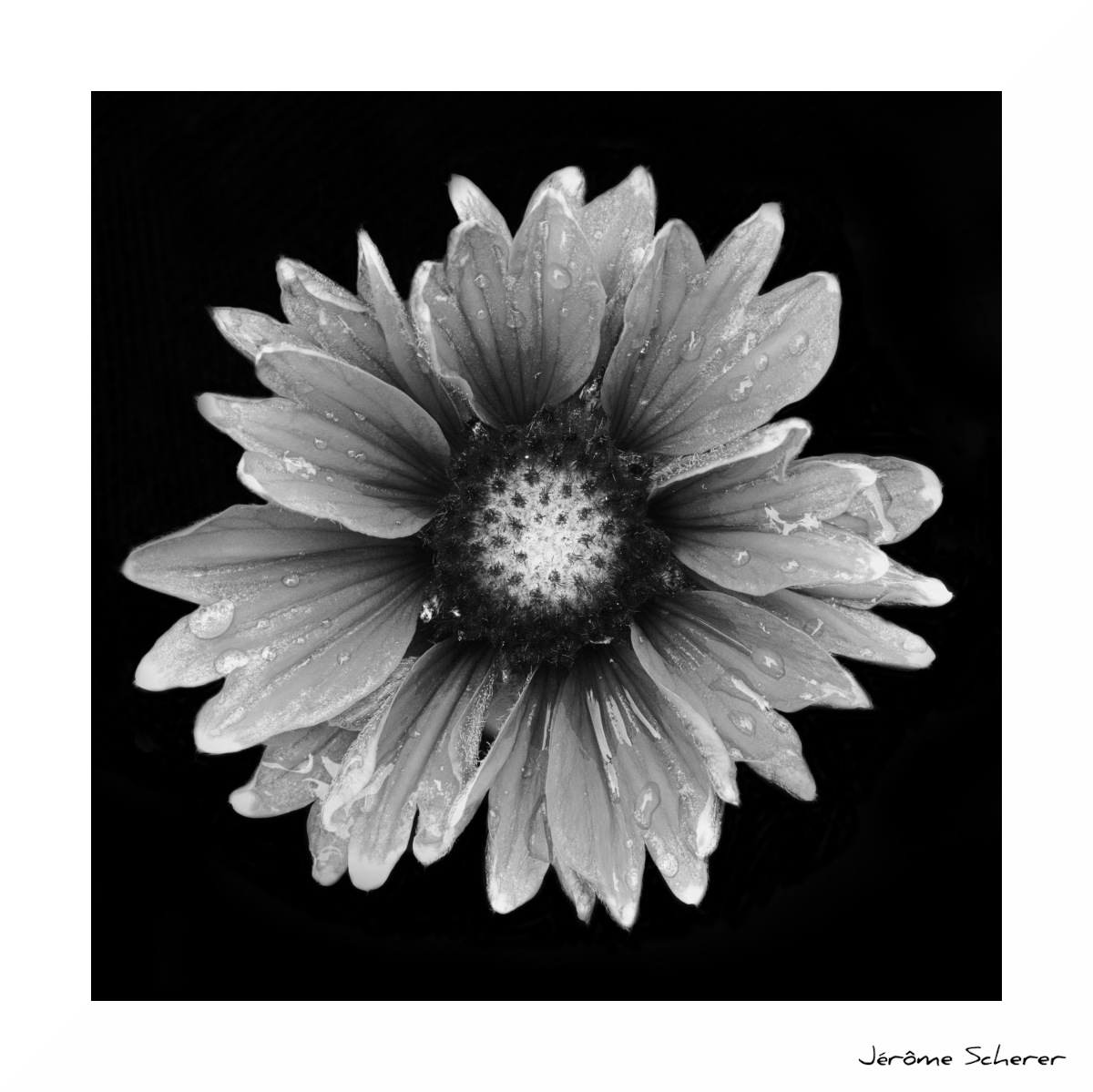 Fleur_NB_2