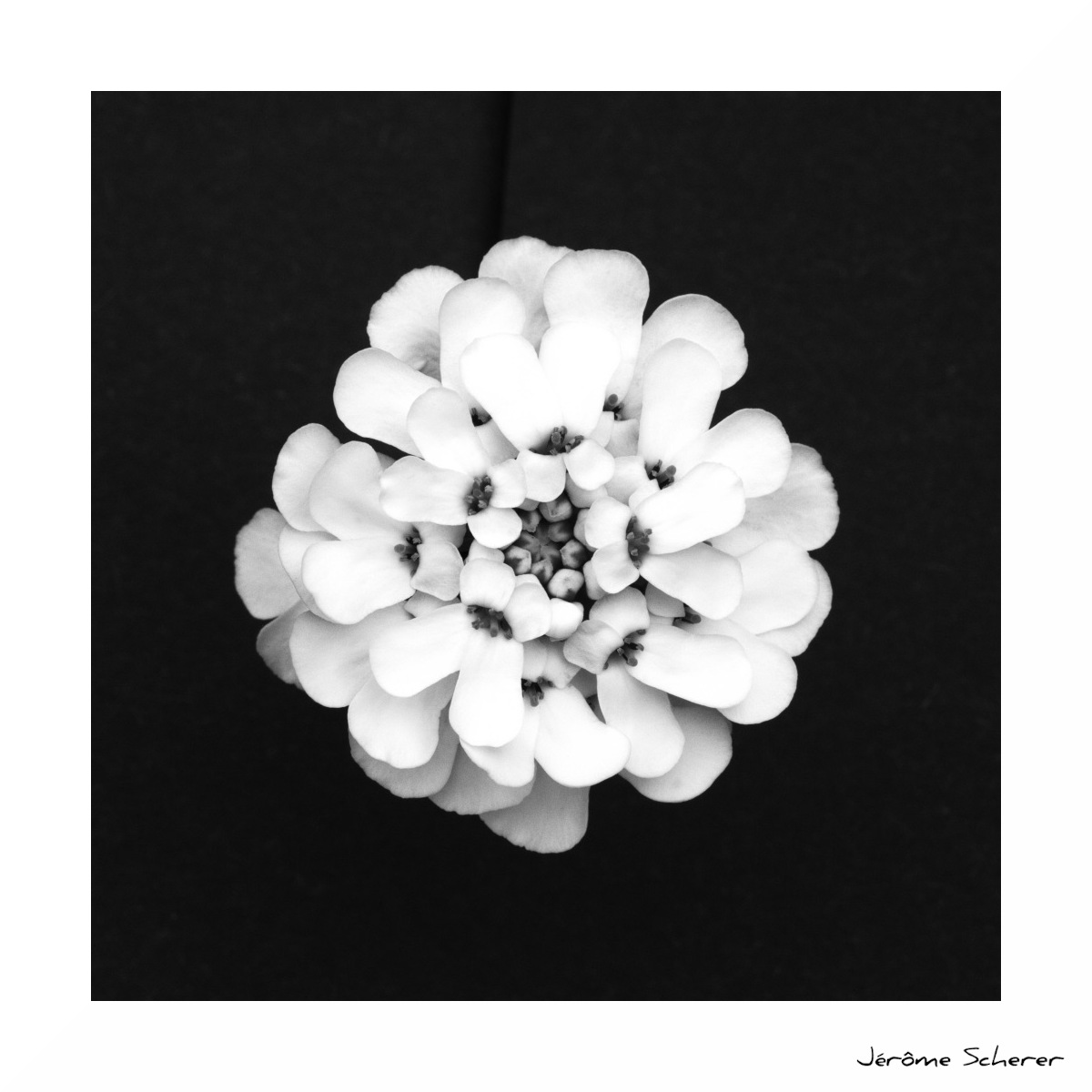Fleur_NB_3
