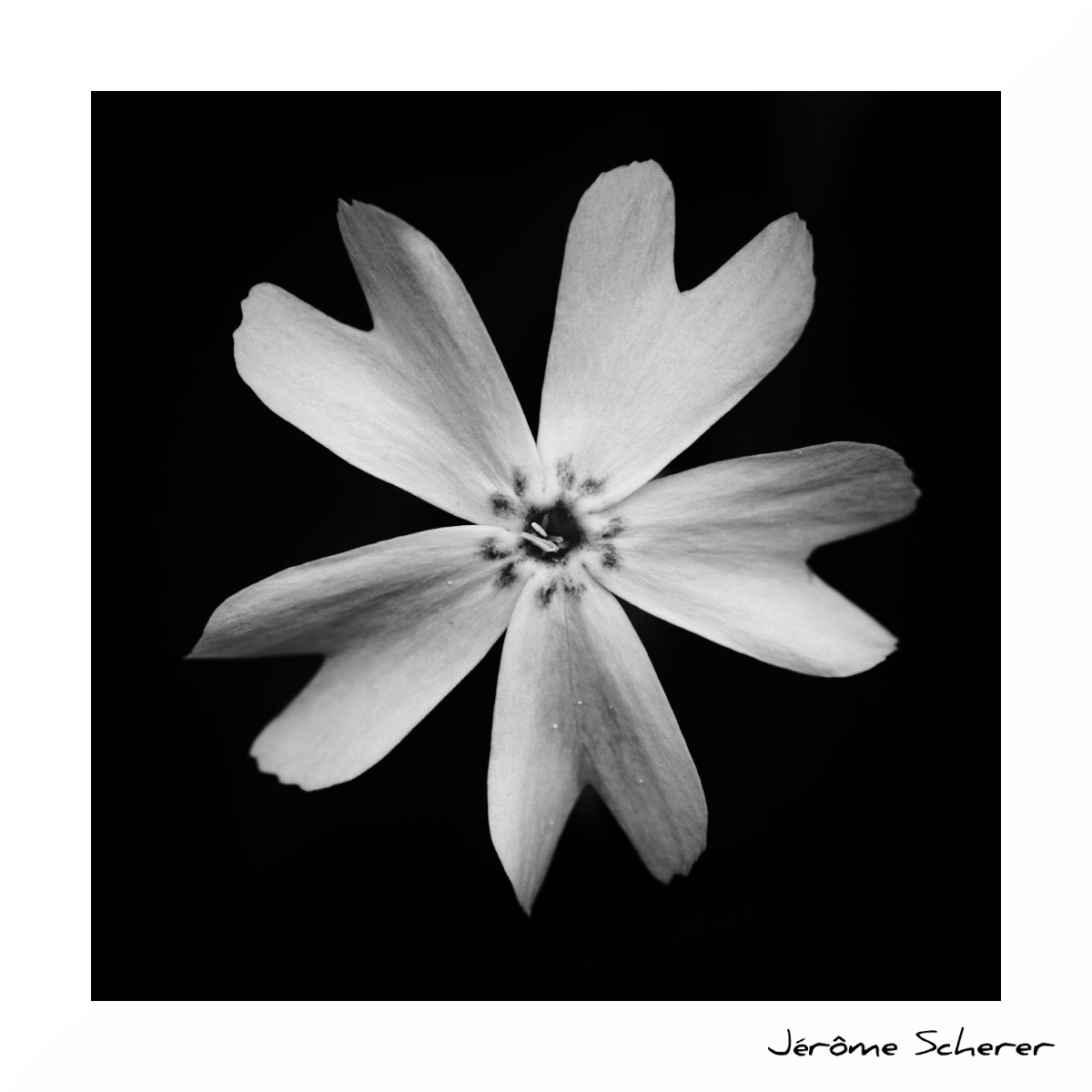 Fleur_NB_4