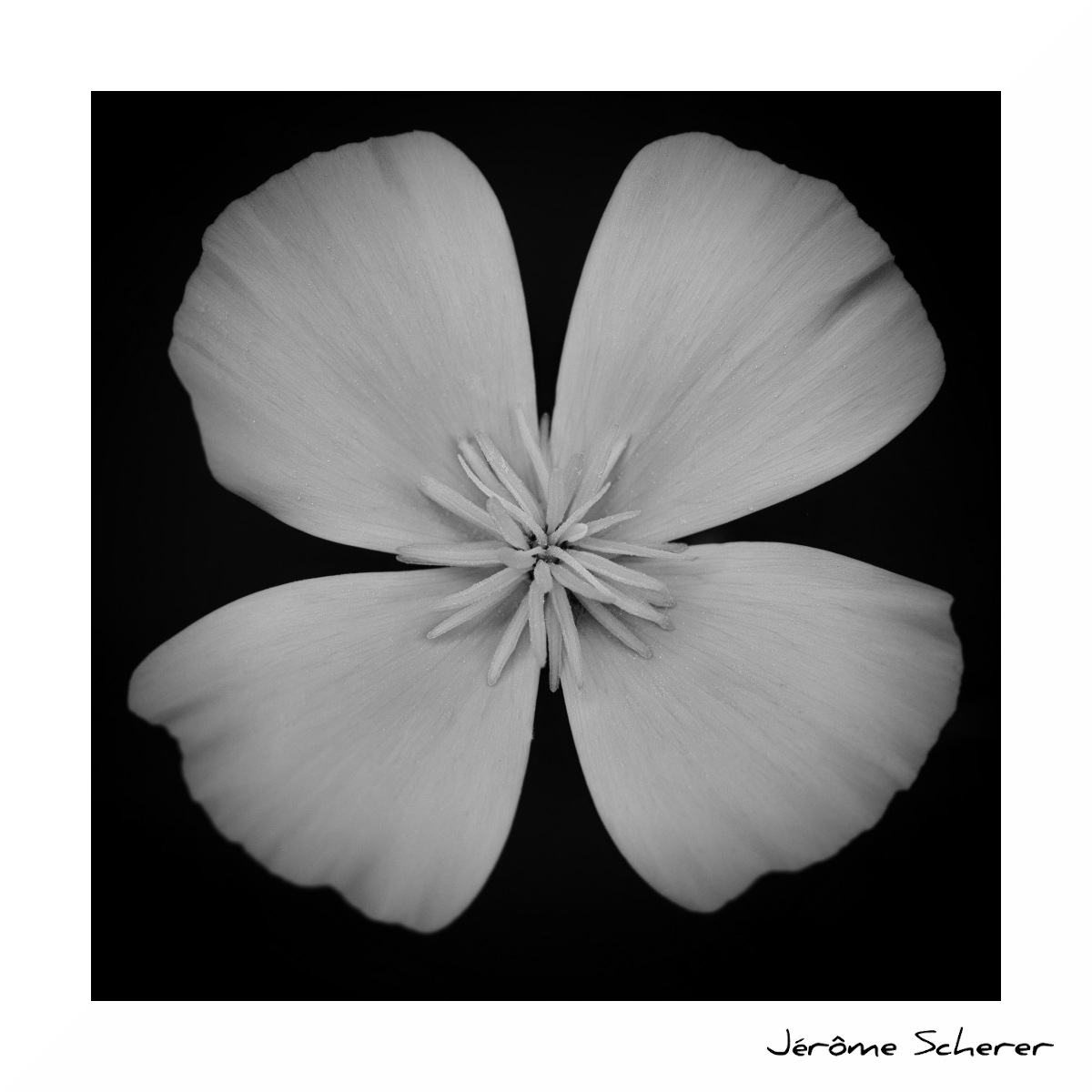 Fleur_NB_5