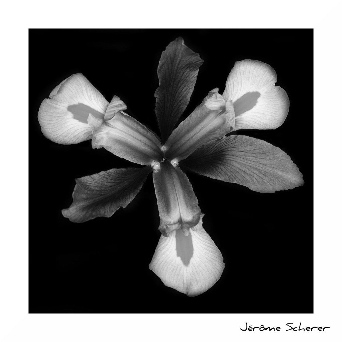 Fleur_NB_6