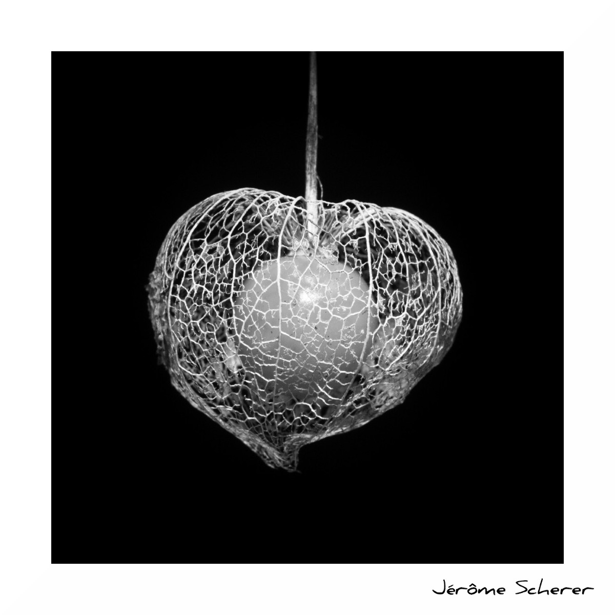 Fleur_NB_7