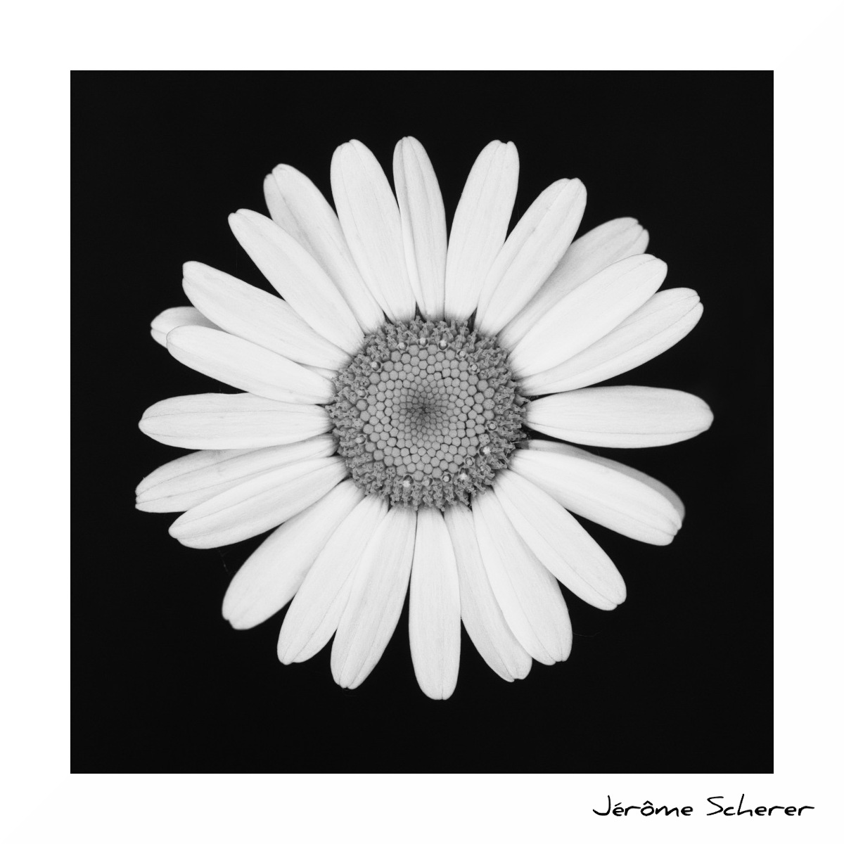 Fleur_NB_8