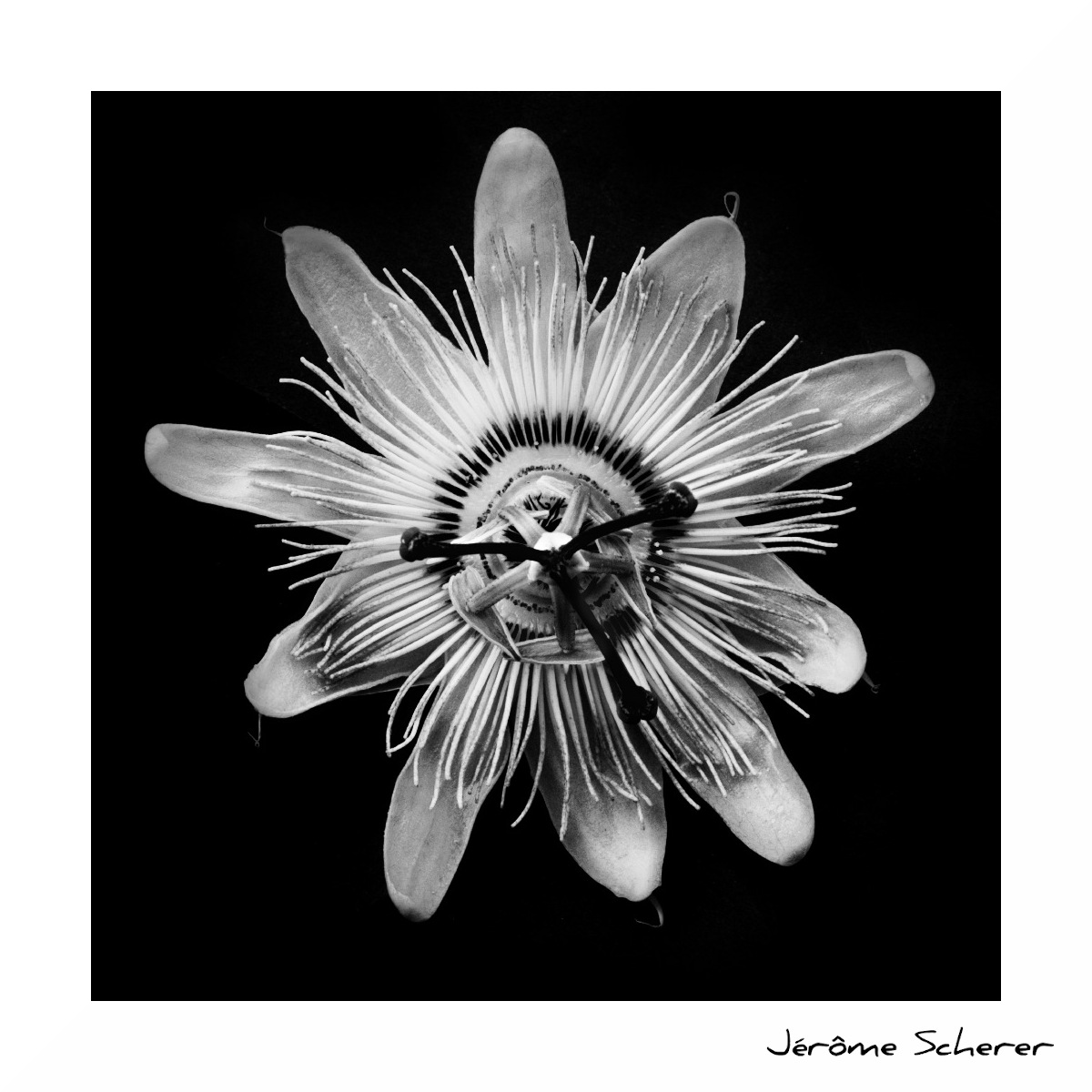 Fleur_NB_9